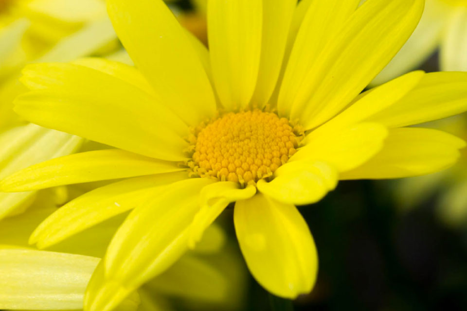 Arnica | Laussel Italia